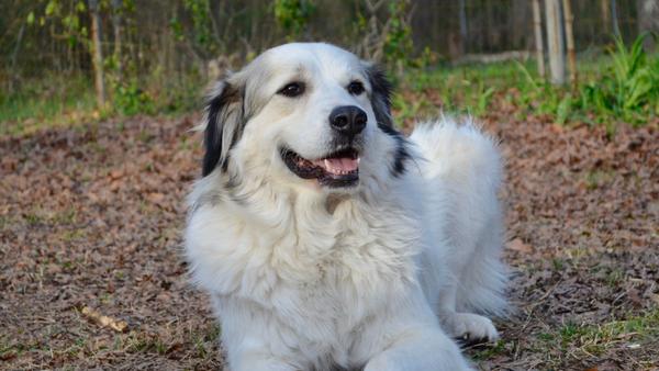 Find Anatolian Pyrenees puppies for sale near Richmond, KY