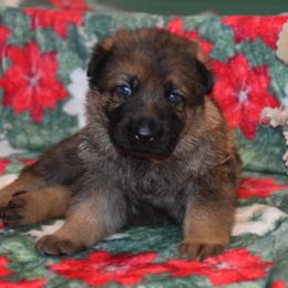German Shepherd Puppies from Anderson German Shepherds LLC