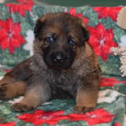 German Shepherd Puppies from Anderson German Shepherds LLC