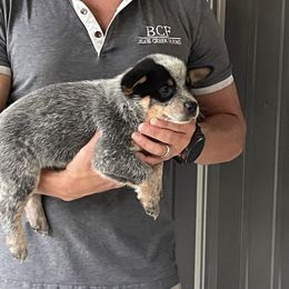 Scarlett - Male 4 - Blue male Australian Cattle Dog puppy in Jefferson, South Carolina from Blue Creek Farms