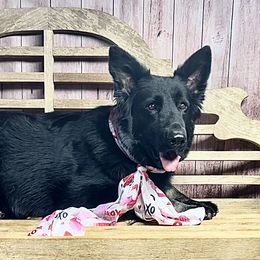 Raven - Shiloh Shepherd