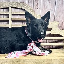 Raven - Shiloh Shepherd