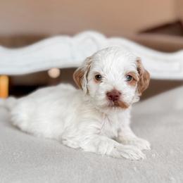 Yoda - Parti male Goldendoodle puppy in Hiddenite, North Carolina from Rose and Reid Doodles
