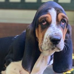 Basset Hounds from Bassets of Hood Canal & Steamboat Island