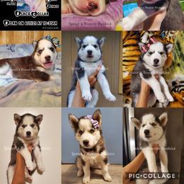 Siberian Husky Puppies from Lunter's Heaven Huskies