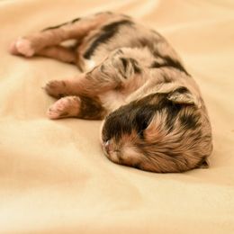 Aussiedoodle, Australian Labradoodle, Bernedoodle, and Golden Retriever Puppies from Golden Light Puppies