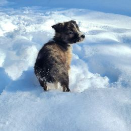 Lute - Brindle Border Collie puppy in Olive Hill, Kentucky from SaturnMoon MAS & BC
