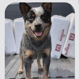 Taylor  - Australian Cattle Dog