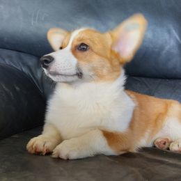 Koko - Pembroke Welsh Corgi