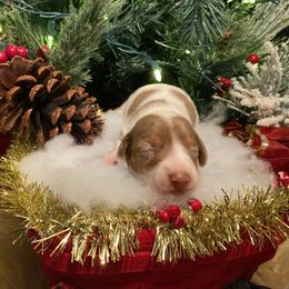 Ruby - Dapple female Dachshund puppy in Cushing, Oklahoma from Ash's mini Dach's