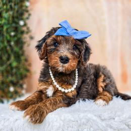 Lucy Gray - Merle female Bernedoodle puppy in Gaylord, Michigan from Dog Mom Co. Doodles