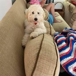 Strawberry male - Parti male Goldendoodle puppy in Lafayette, Alabama from Sweethaven Kennels