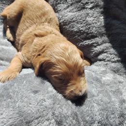 Koda - Caramel cream male Labradoodle puppy in Apache Junction, Arizona from Loving Doodle