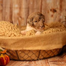 Peaches - female Newfypoo puppy in Lancaster, New York from Newfiedoodles of WNY