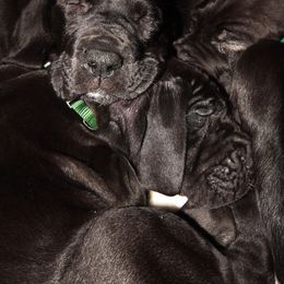 Great Danes from Spiritual Danes