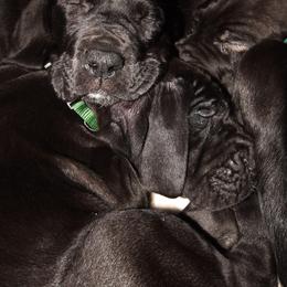 Great Danes from Spiritual Danes