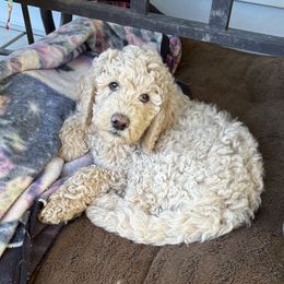 Harry - Cream male Goldendoodle puppy in Indiana, Pennsylvania from Kathy's Doodles
