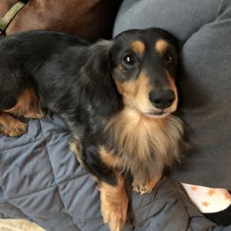 Bear - Dachshund
