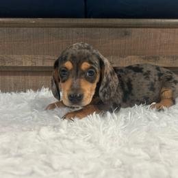 Dapple Girl - Dapple female Dachshund puppy in Stilwell, Oklahoma from Bidding Creek Dachshunds