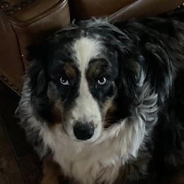 Gabbi - Australian Shepherd