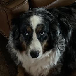 Gabbi - Australian Shepherd