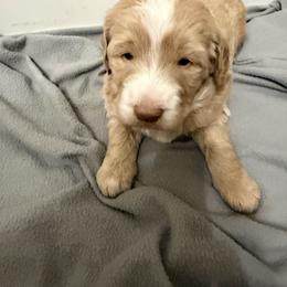 Comet - Apricot male Aussiedoodle puppy in Edmond, Florida from Oodles of Doodles and Poodles