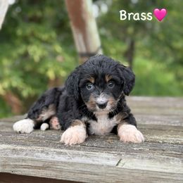 Brass - Black tri-color female Aussiedoodle puppy in Lancaster, Minnesota from Finney Ranch