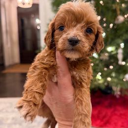 Boy 5 - Red  male Goldendoodle puppy in Meridian, Mississippi from Magnolia Poodles and Doodles