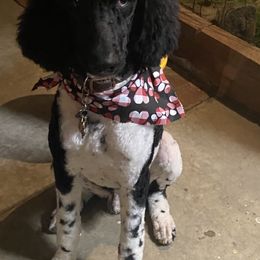 Poodle All Grown Up from Bear Mountain Poodles