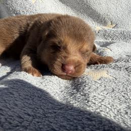 Cider - Liver male German Shepherd puppy in Lebanon County, Pennsylvania from Regalimage