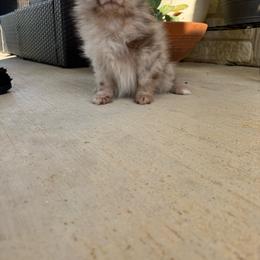 Milkshake - Chocolate merle male Pomeranian puppy in Texas from D&C Pomeranians