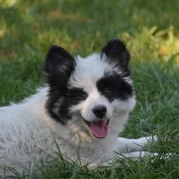 Violet - female Nenets Herding Laika puppy in Manns Choice, Pennsylvania from Mystic Winds Kennel