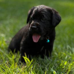 Brook - Black female Labrador Retriever puppy in Taylors, South Carolina from Spring Water Labs of the Carolinas