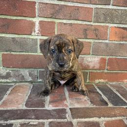 Mountain Cur Puppies from Lost Forty Kennels