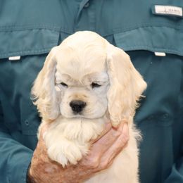 Cocker Spaniel Puppies from J and S Cocker Spaniels