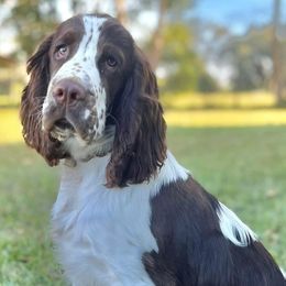 English Springer Spaniels from Ponta Creek Pups
