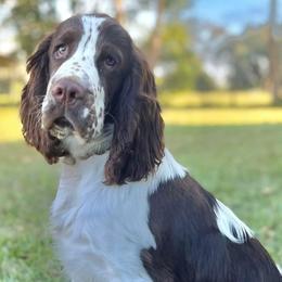 English Springer Spaniels from Ponta Creek Pups