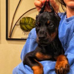Lindi - Black and rust female Doberman Pinscher puppy in China Township, Michigan from Snell's Superior Kennel Dobermann & GSP