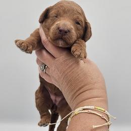 Red Female - Red  female Goldendoodle puppy in Mocksville, North Carolina from Hunting Creek Farm & Kennel