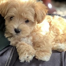 Maltese, Maltipoo, and Poodle Puppies from Healing Pawz LLC
