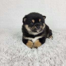 Riku - Black and tan male Shiba Inu puppy in Sacramento, California from Shiba Inu of Matrix