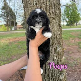 Peeps - Black and white female Bernedoodle puppy in Mount Vernon, Missouri from PoodlelyDoodlely