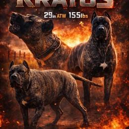 Kratos - Perro de Presa Canario