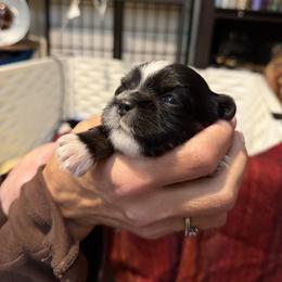 Ember - Black male Lhasa Apso puppy in Waterford, Connecticut from Floofie Butts