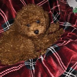 Poodle Puppies from Caboodles Of Poodles