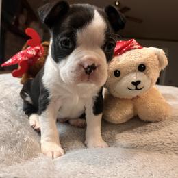 Ollie - Black and white male Boston Terrier puppy in London, Kentucky from Antjie Boston