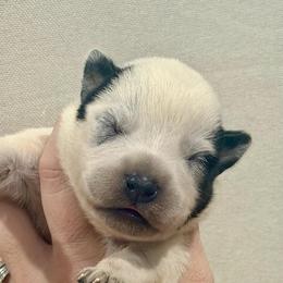 Taz - Blue speckled male Australian Cattle Dog puppy in Rosharon, Texas from 4Surge Cattle Dogs