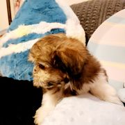 Midwest Mini Rolo - Apricot Mi-Ki puppy in Clearwater, Kansas from Midwest Mini Mi-kis