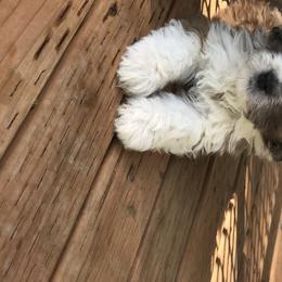 Aussiedoodle and Poodle Puppies from Arena Valley Acres LLC