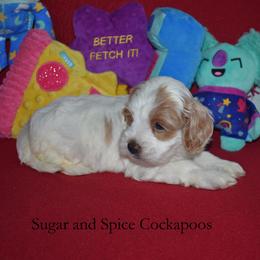 Princess Aurora - Buff and white female Cockapoo puppy in Hopkins, South Carolina from Sugar and Spice Cockapoos